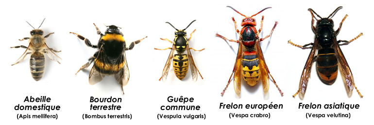 Photos d'abeille, bourdon, guêpe, frelon européen et frelon asiatique